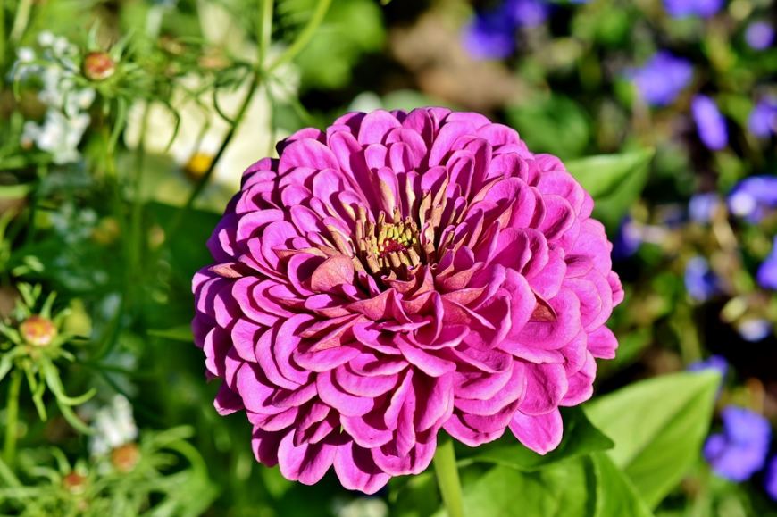 a pink zinnia blossom