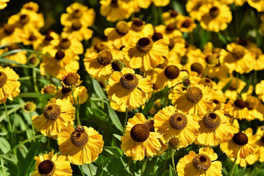 yellow coneflowers