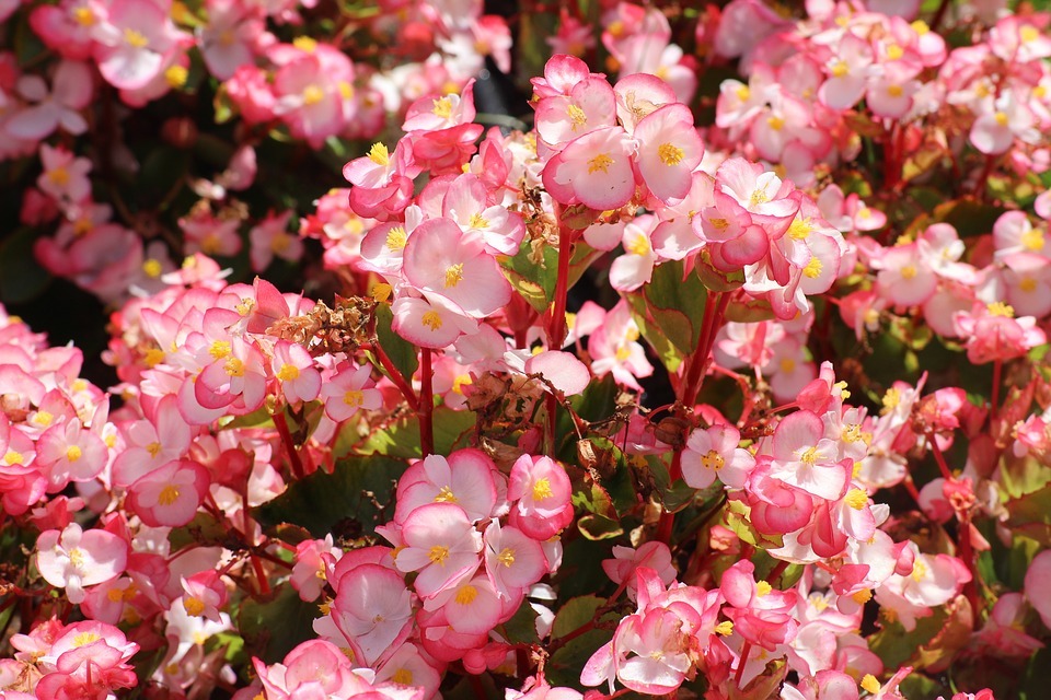 Begonia flowers