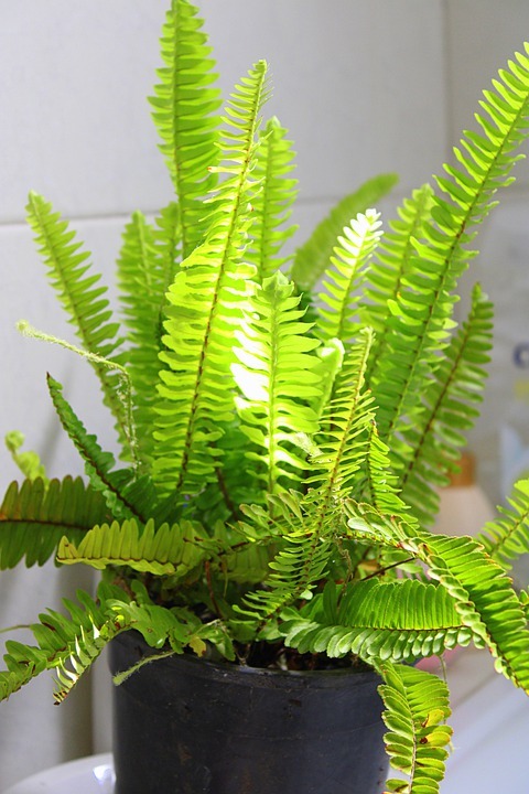 Boston Ferns in a pot