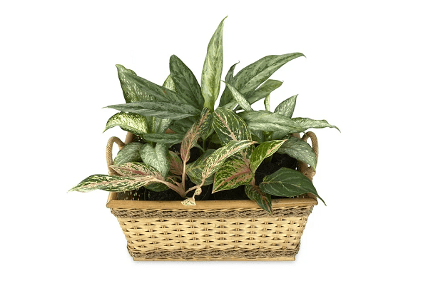 Dieffenbachia in a basket