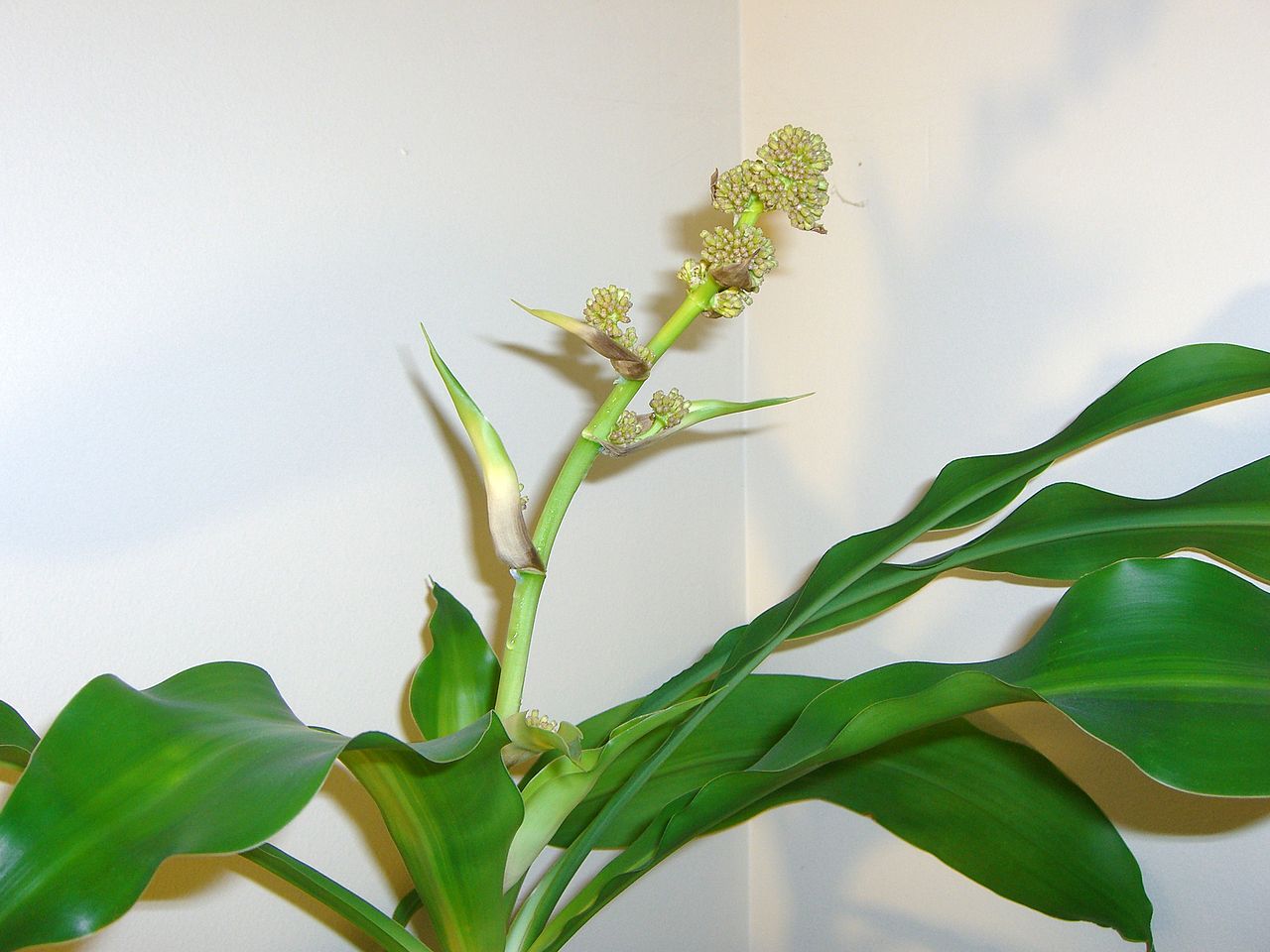 Dracaena fragrans