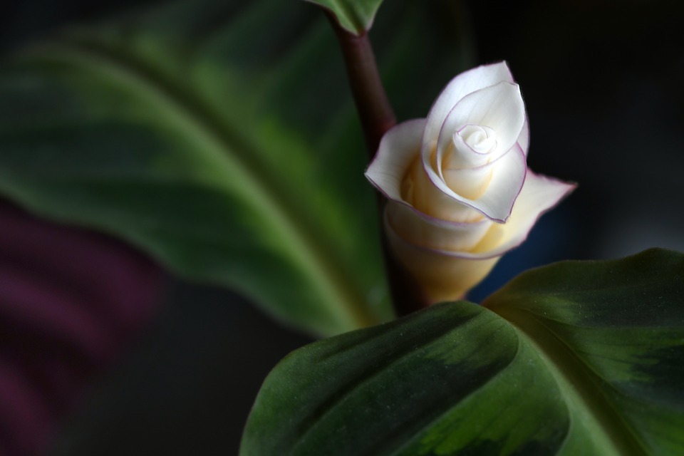 Calathea plant with white blossom