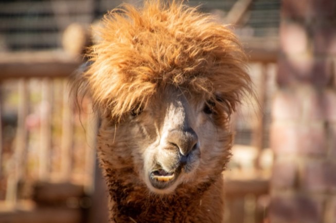 A llama with annoyed facial expressions