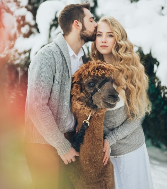 An llama in between a couple