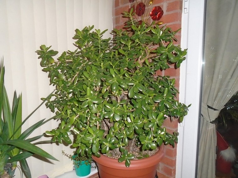 Jade Plant