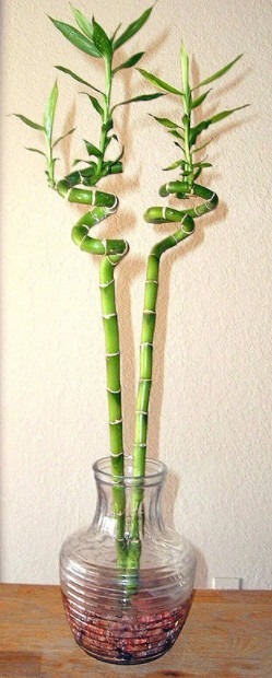 Lucky Bamboo