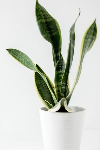 Snake Plant