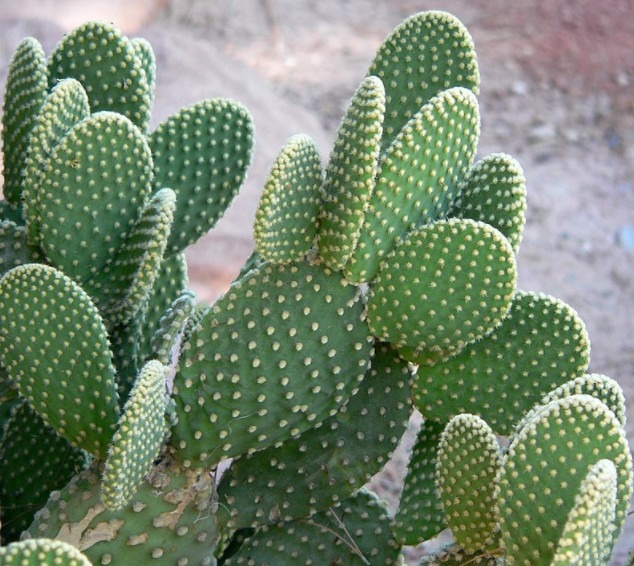Bunny Ears Cactus