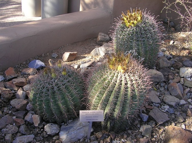 Golden Barrel Cactus