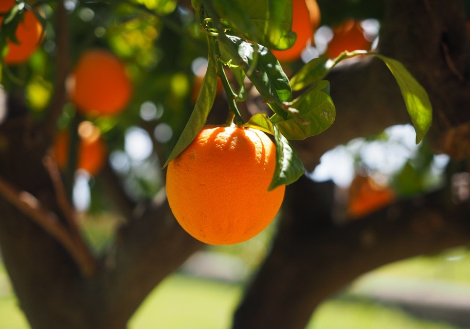 Orange fruit hanging from an orange tree