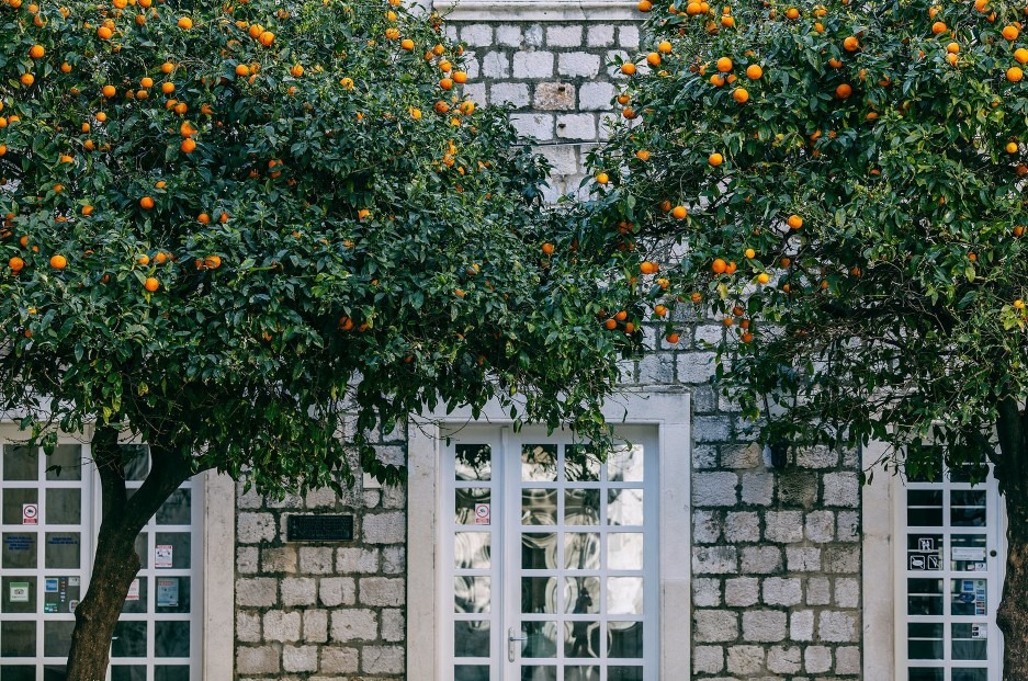 Two orange trees next to each other