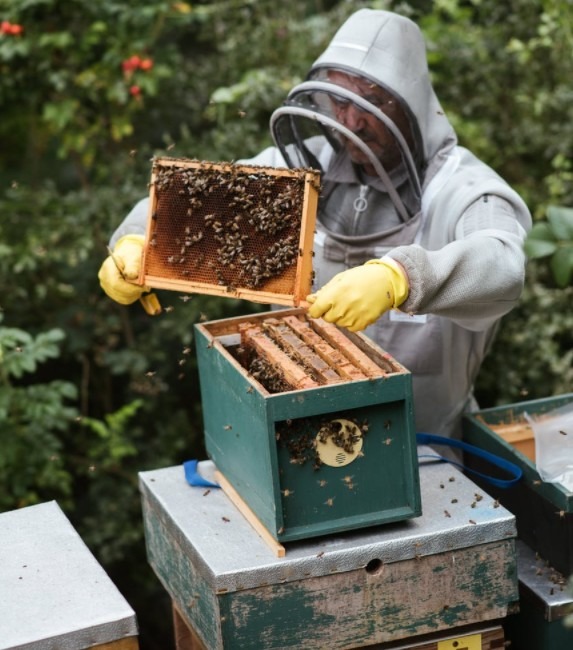 A man harvesting honey