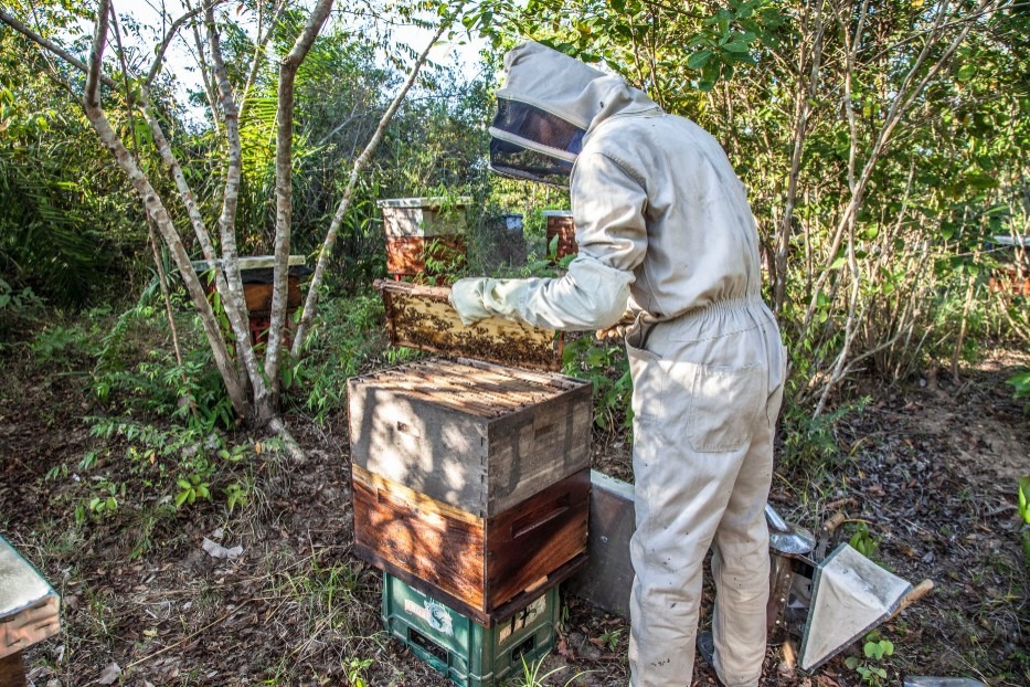 Beekeeper checking on bees