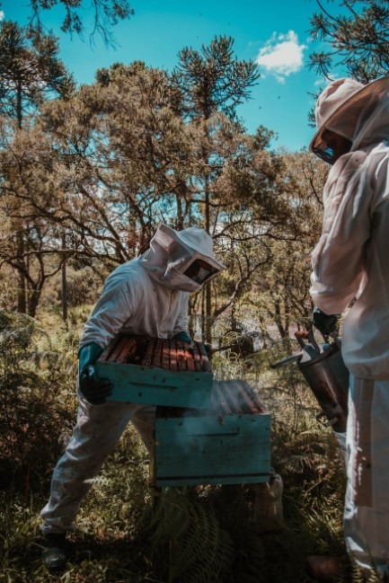 Men using a smoker for the beehives