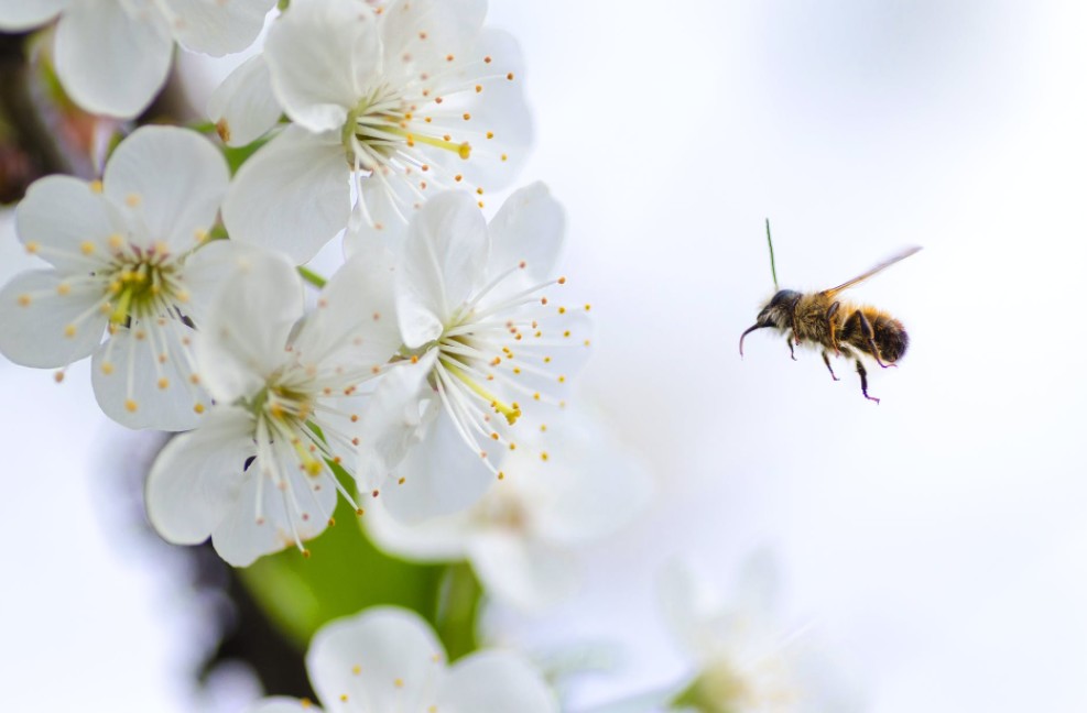 A bee carrying pollen from flowers