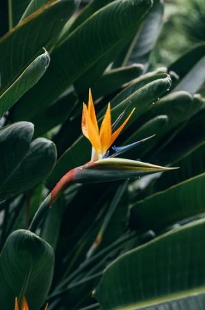Bird of Paradise - Strelitzia