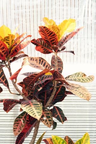 Croton - Codiaeum variegatum