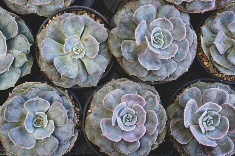 Hen and Chicks – Echeveria Elegans