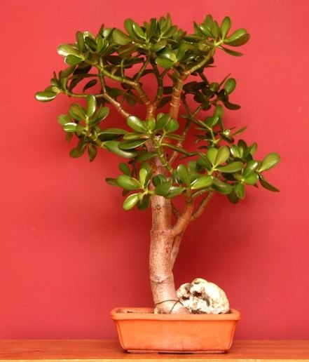 Money Tree – Pachira aquatic