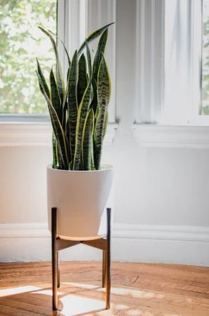 Snake Plant – Dracaena trifasciata