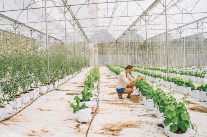 A person taking a look at the crops in their garden   