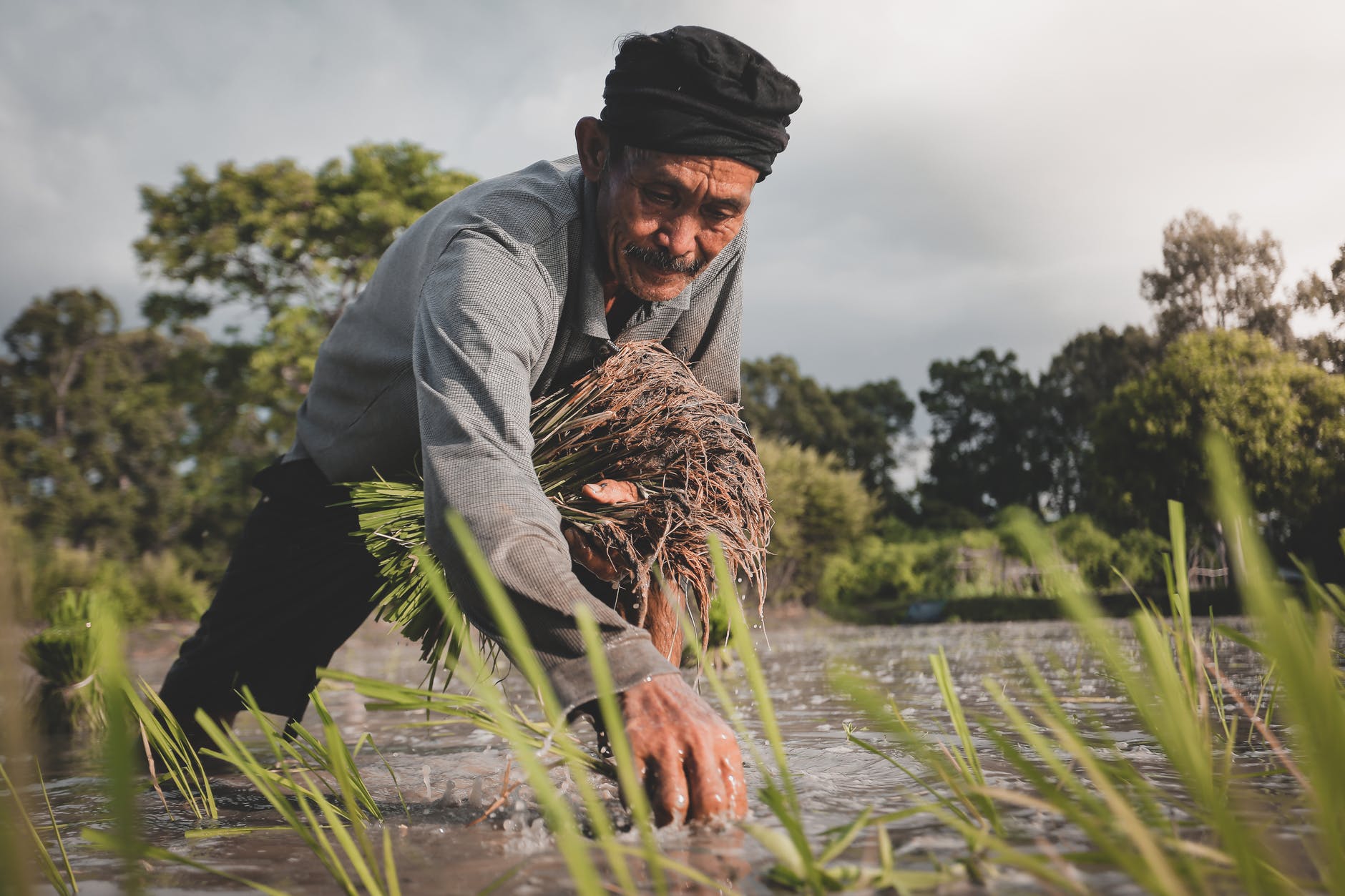 A person planting rice