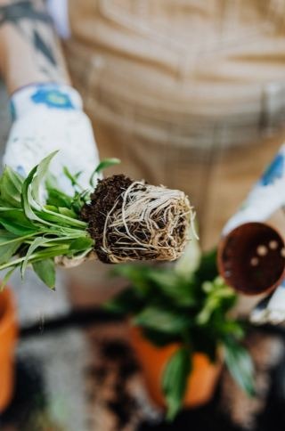 A person holding a plant out of its pot with its roots visible.