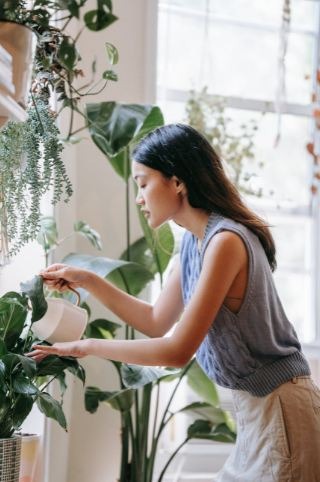 A person watering plants with huge leaves inside a house 