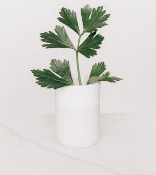 A small plant in a white vase.