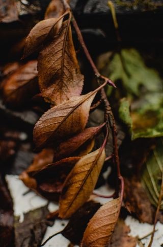 Brown leaves on a branch. 