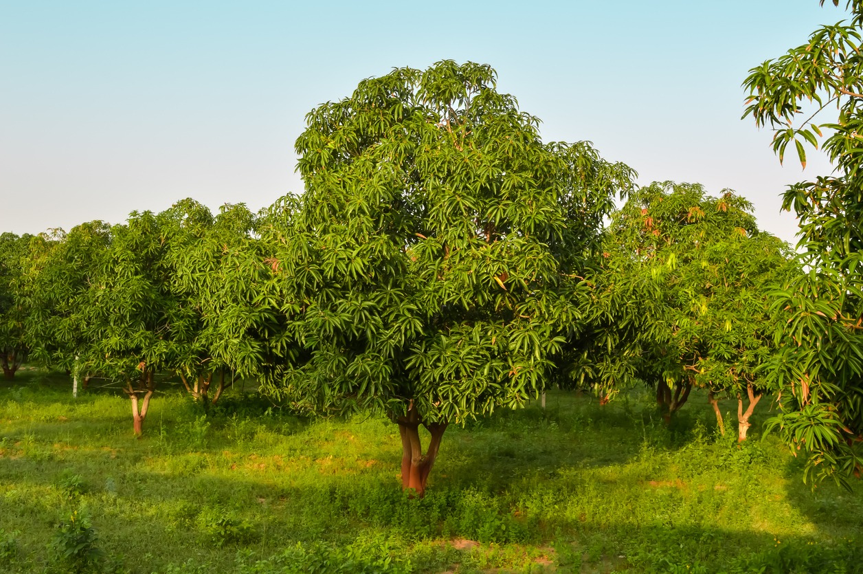 Beautiful mango tree and sky