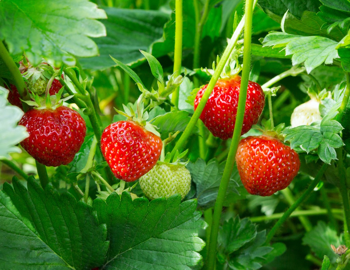 Strawberry plant. Wild stawberry bushes. Strawberries in growth at garden. Ripe berries and foliage strawberry