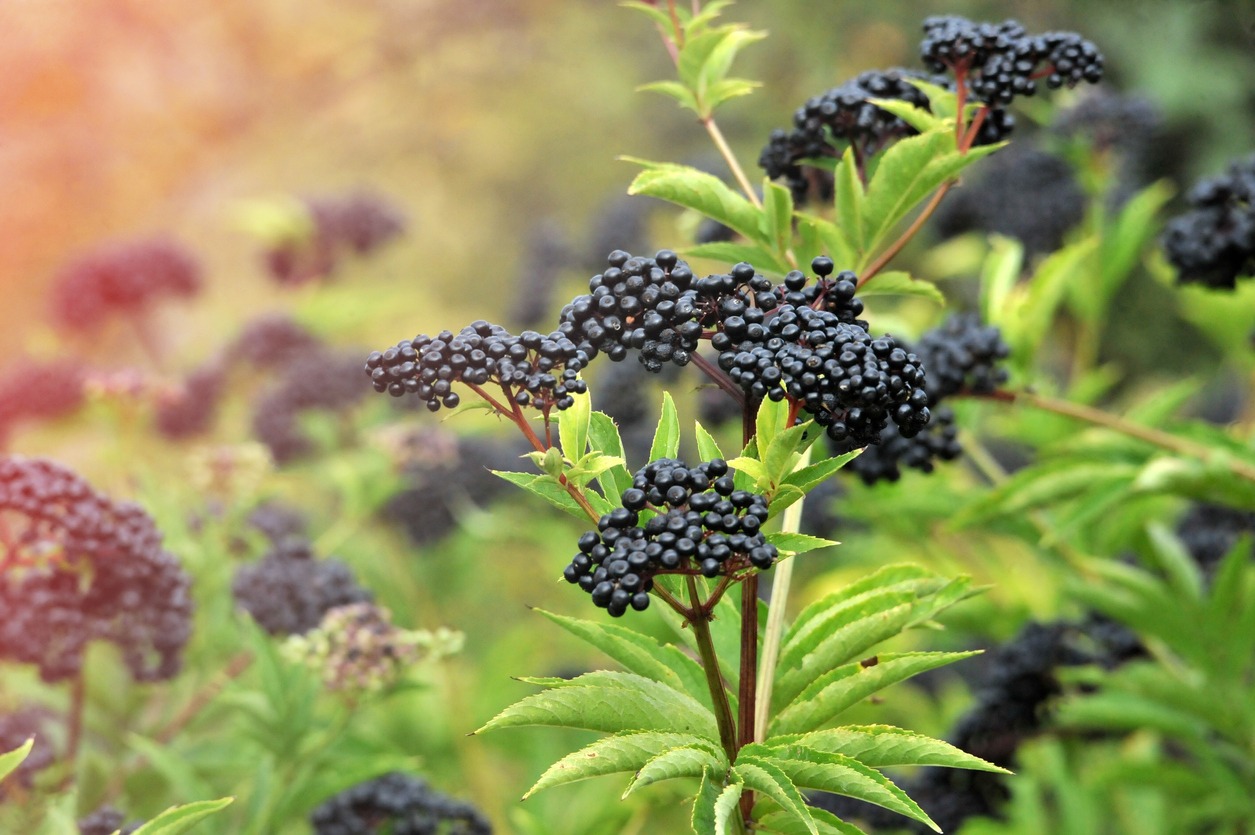 Forest black elderberry, shrub with berries