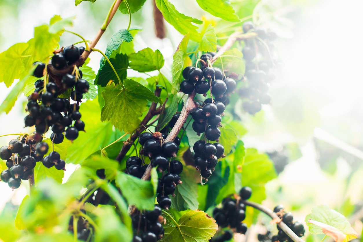 Harvest. Black currant in the garden on a Sunny summer day.
