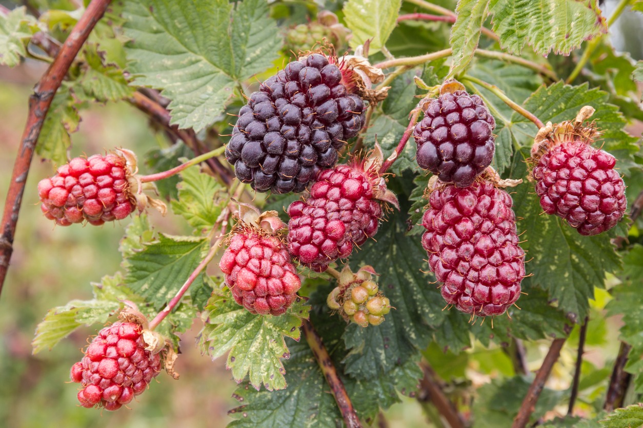 boysenberry bush with ripening berries