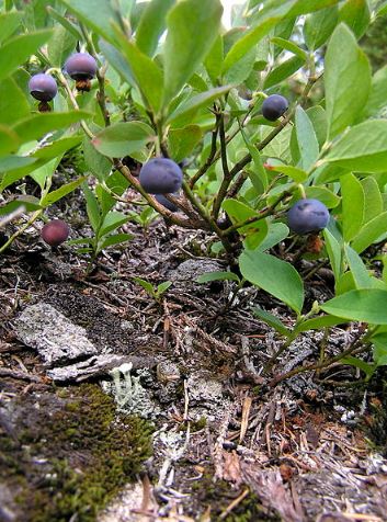 Huckleberries on a garden
