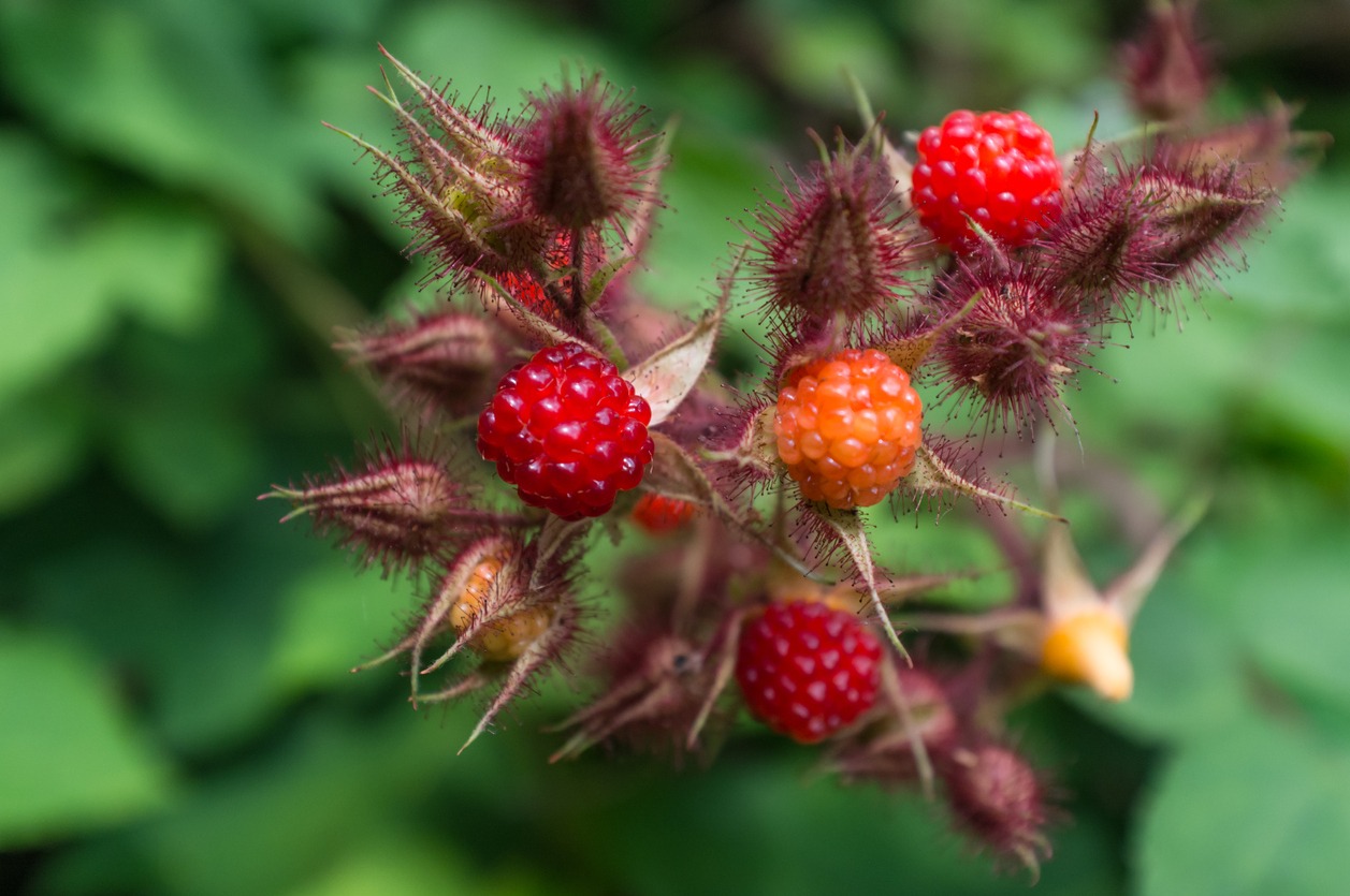 Edible Wild Raspberries