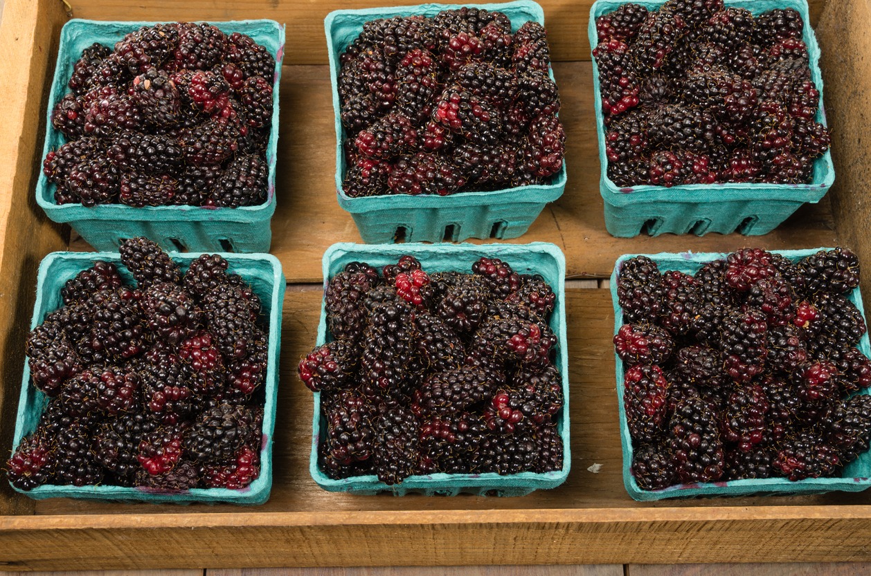 Wooden box with baskets of Marionberries
