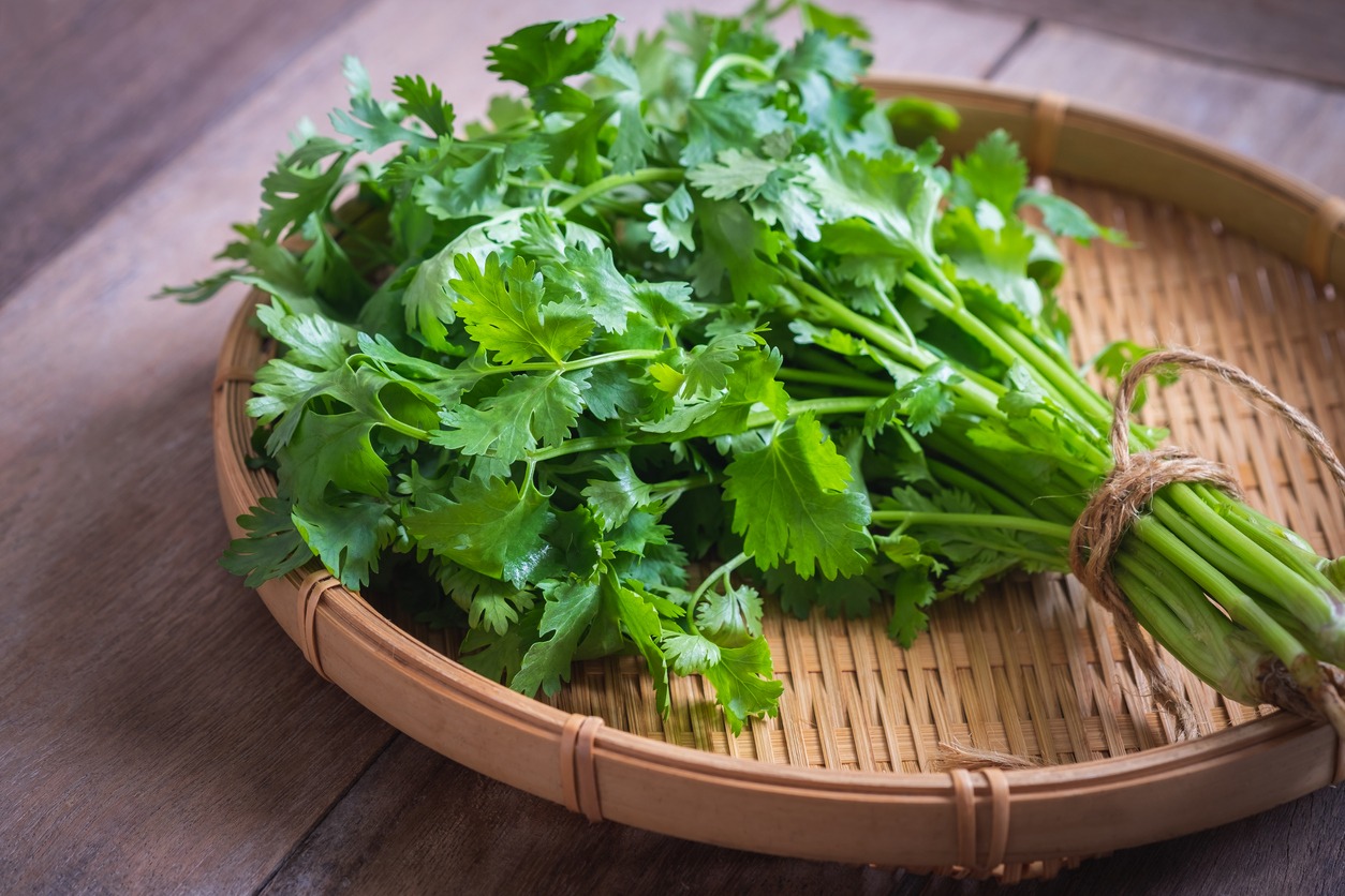 Fresh coriander, cilantro leaves on basket