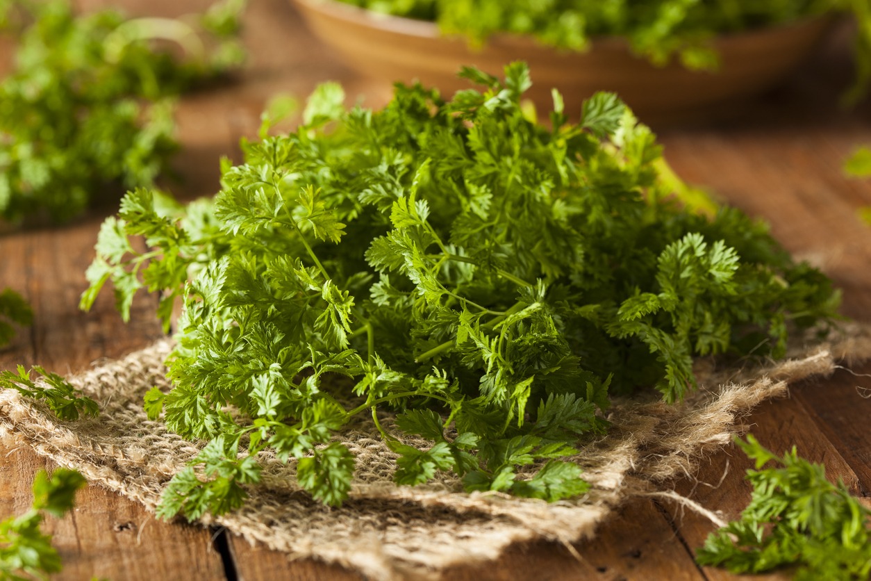Raw Organic French Parsley Chervil