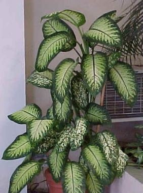 Dumb Cane