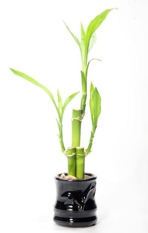 Lucky Bamboo