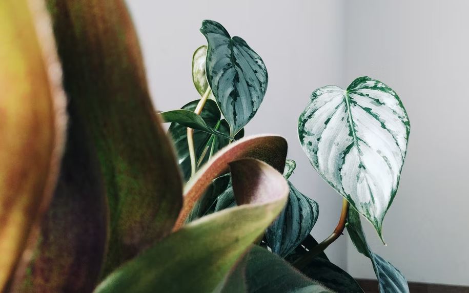 Philodendron