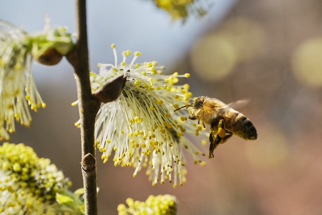 A bee on a flower