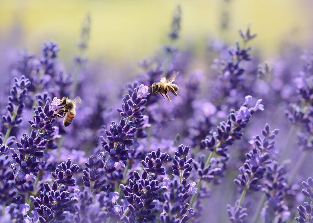Two bees on purple flower