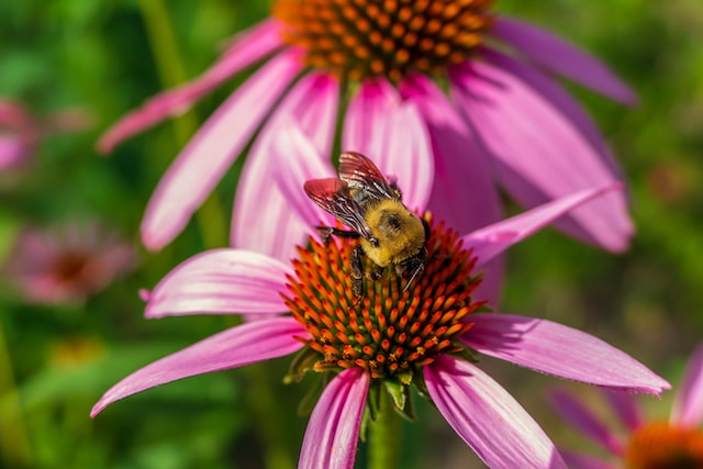 A bee on a flower