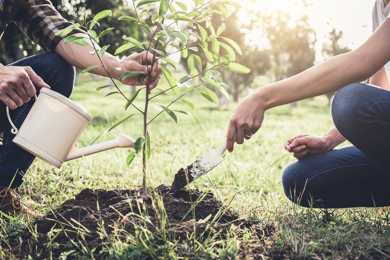 watering the plant