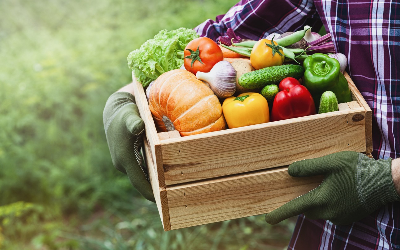 freshly picked vegetables