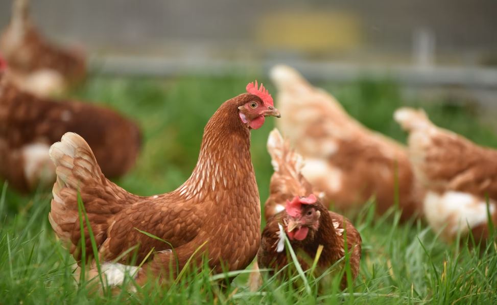 6 chickens in picture